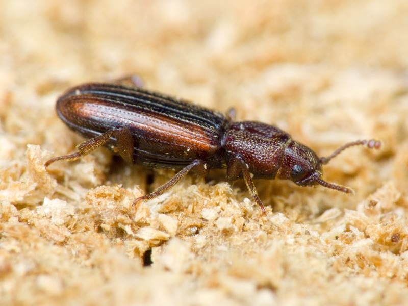 Bothrideres bipunctatus (Gmelin, 1790)